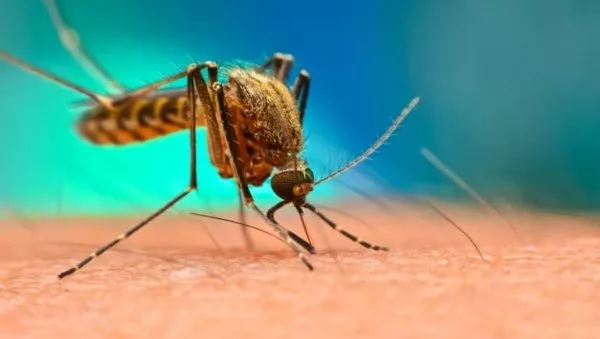 Опасность лихорадки денге