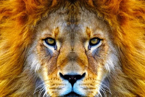 Всемирный день льва