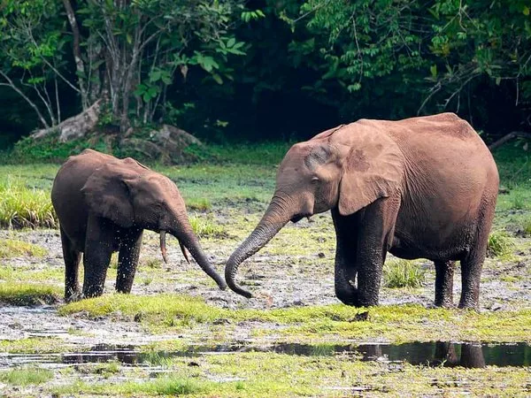 Африканские лесные слоны меньше своих кустарниковых собратьев