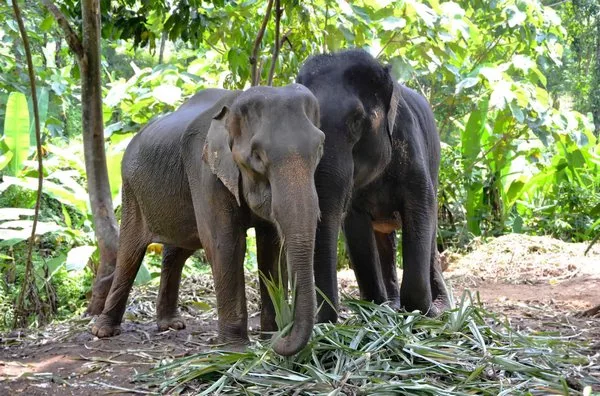 Азиатские слоны любят перекусывать однодольными растениями, такими как бамбук